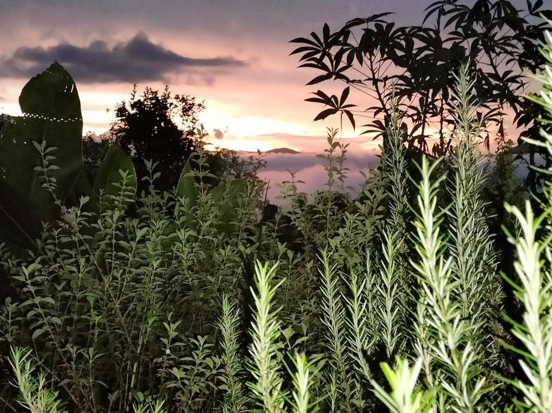 Botanic Health Gardens-Chachagui必去景点