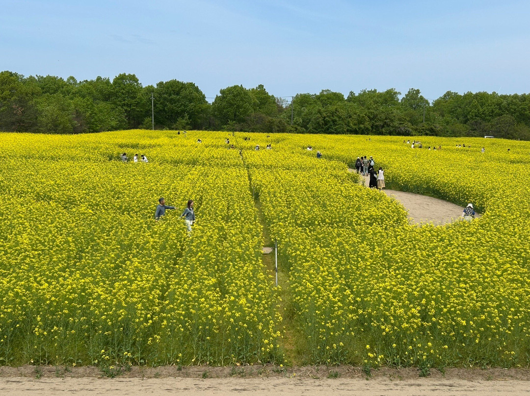 Tainai Flower Park-胎内市必去景点