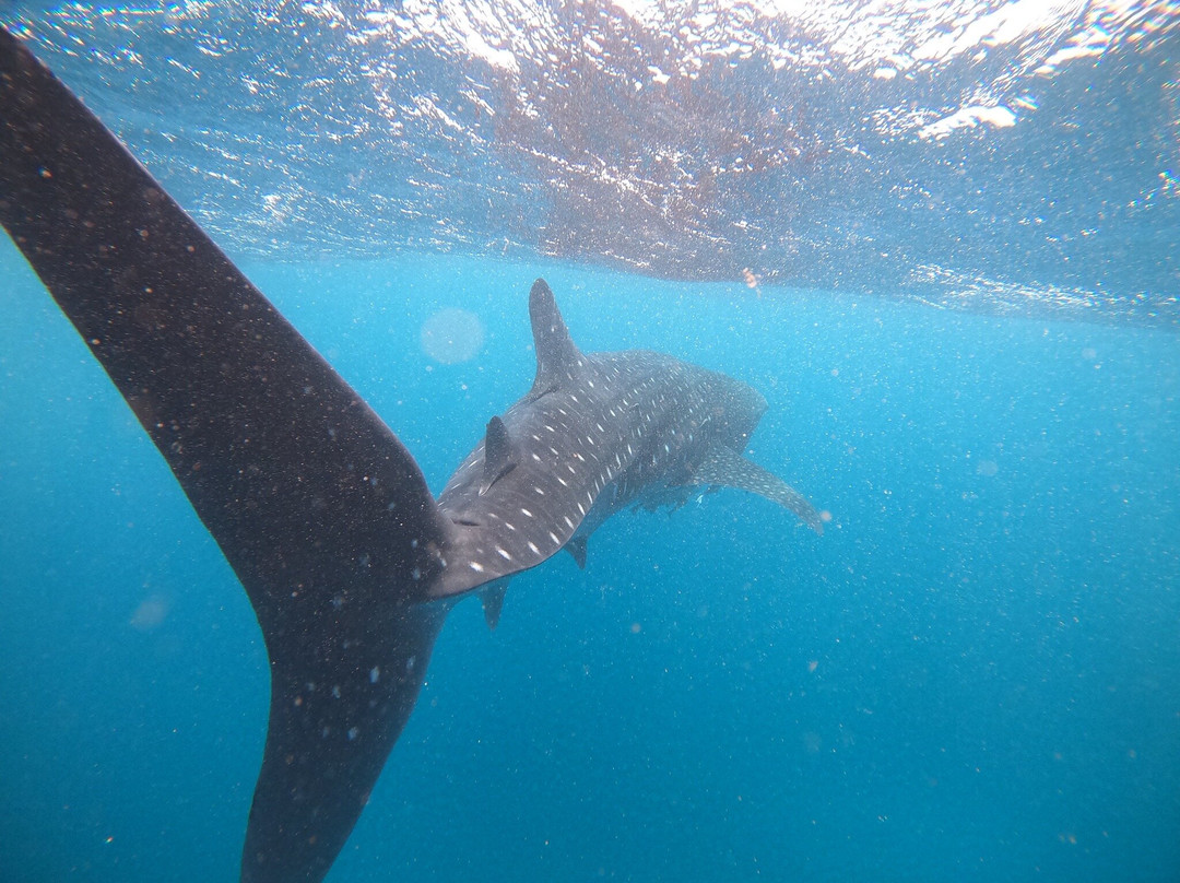 Ningaloo Discovery Whale Shark Tours-埃克斯茅斯必去景点