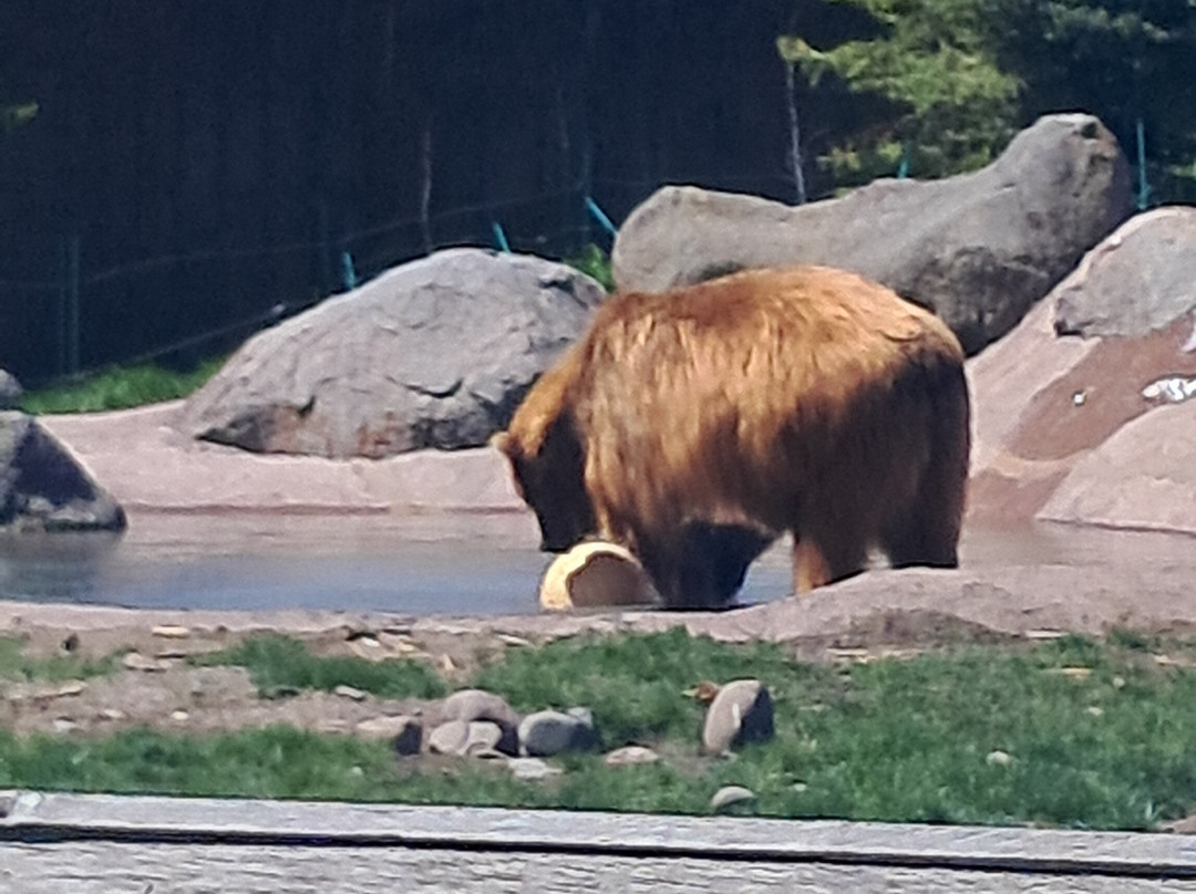 Montana Grizzly Encounter-博兹曼必去景点