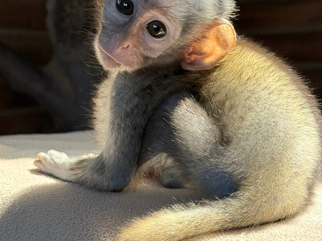 Vervet Monkey Foundation-参宁必去景点