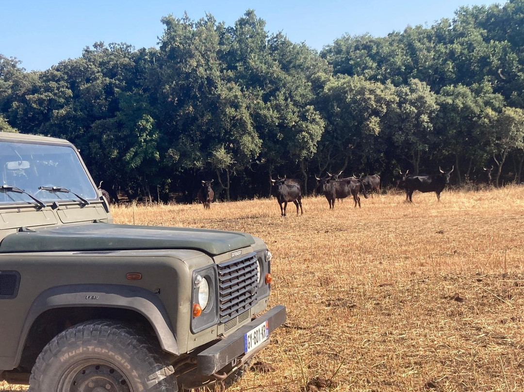 Safari Karine Cœur de Camargue-Montcalm必去景点