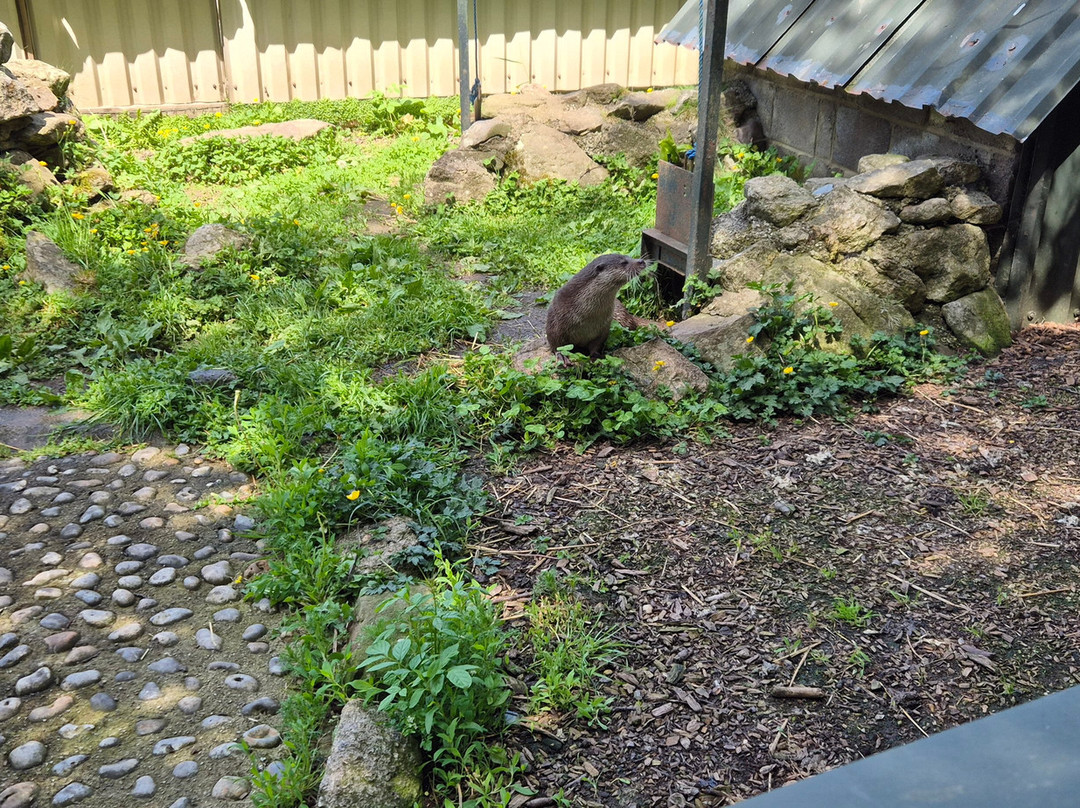 Buckfast Butterfly Farm And Dartmoor Otter Sanctuary-Buckfastleigh必去景点