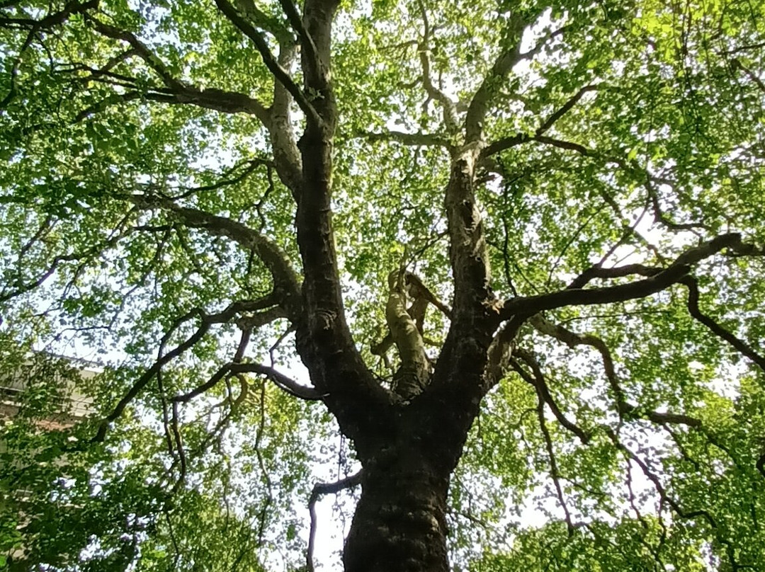 Botanical Garden Arboretum Oudenbosch-Oudenbosch必去景点