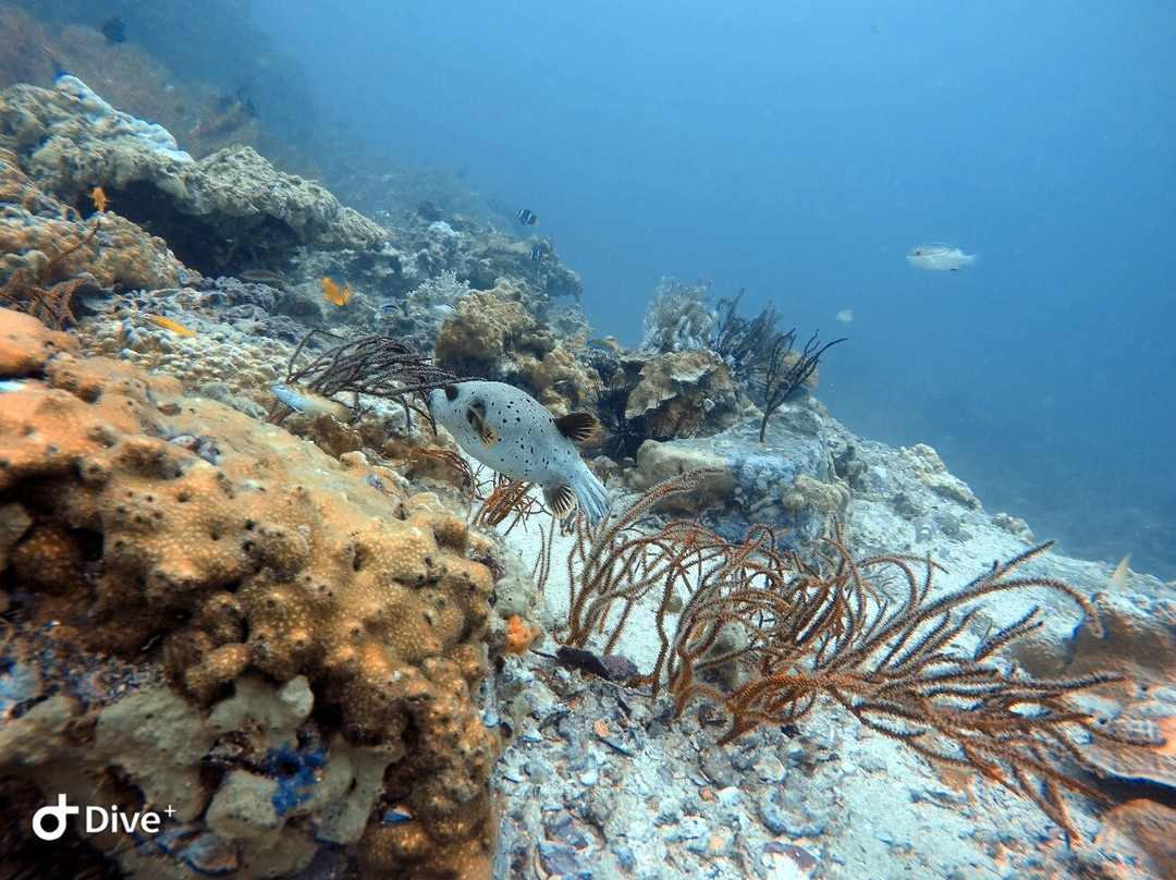 Satun Dive-丽贝岛必去景点