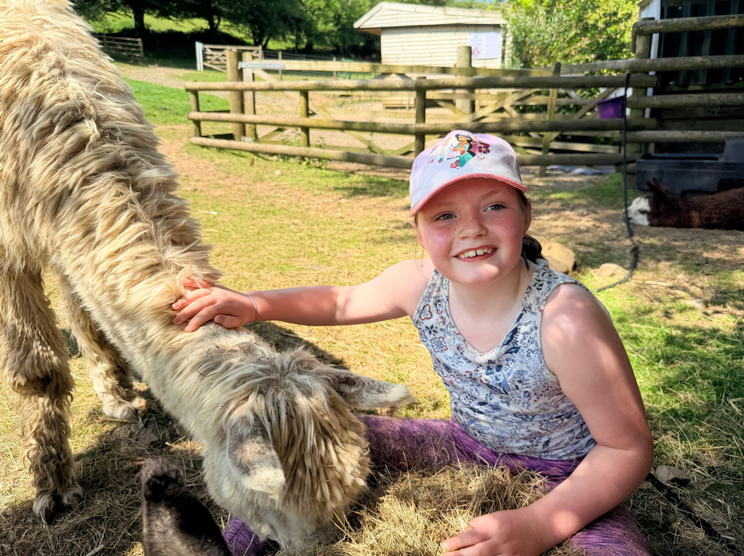 Lydford Gorge Alpacas-Lydford必去景点