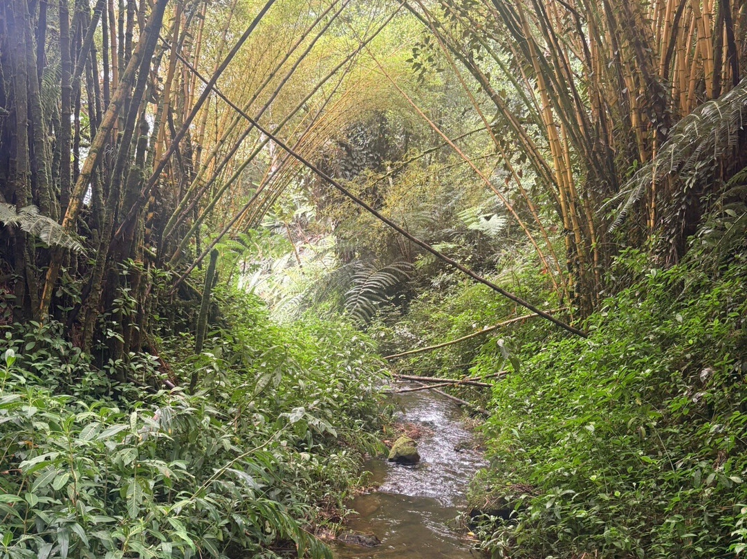 阿卡卡瀑布州立公园-希洛必去景点