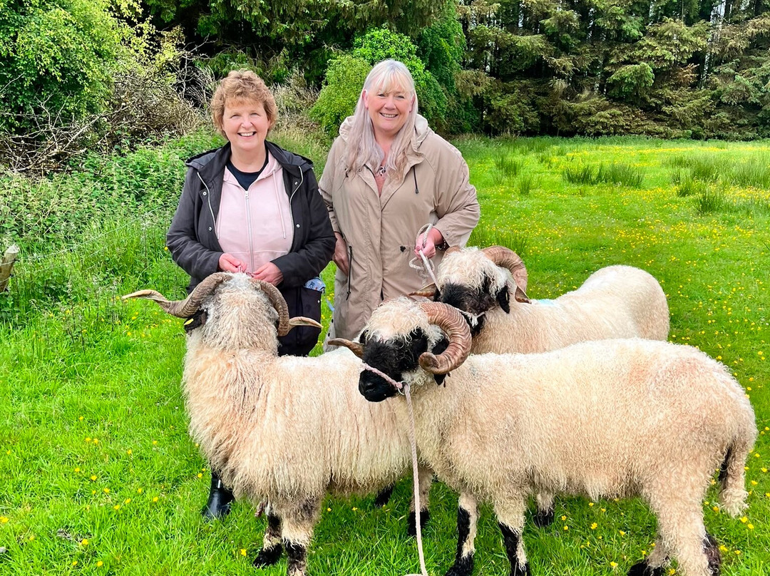 Wild Atlantic Sheep Walks-Tobercurry必去景点