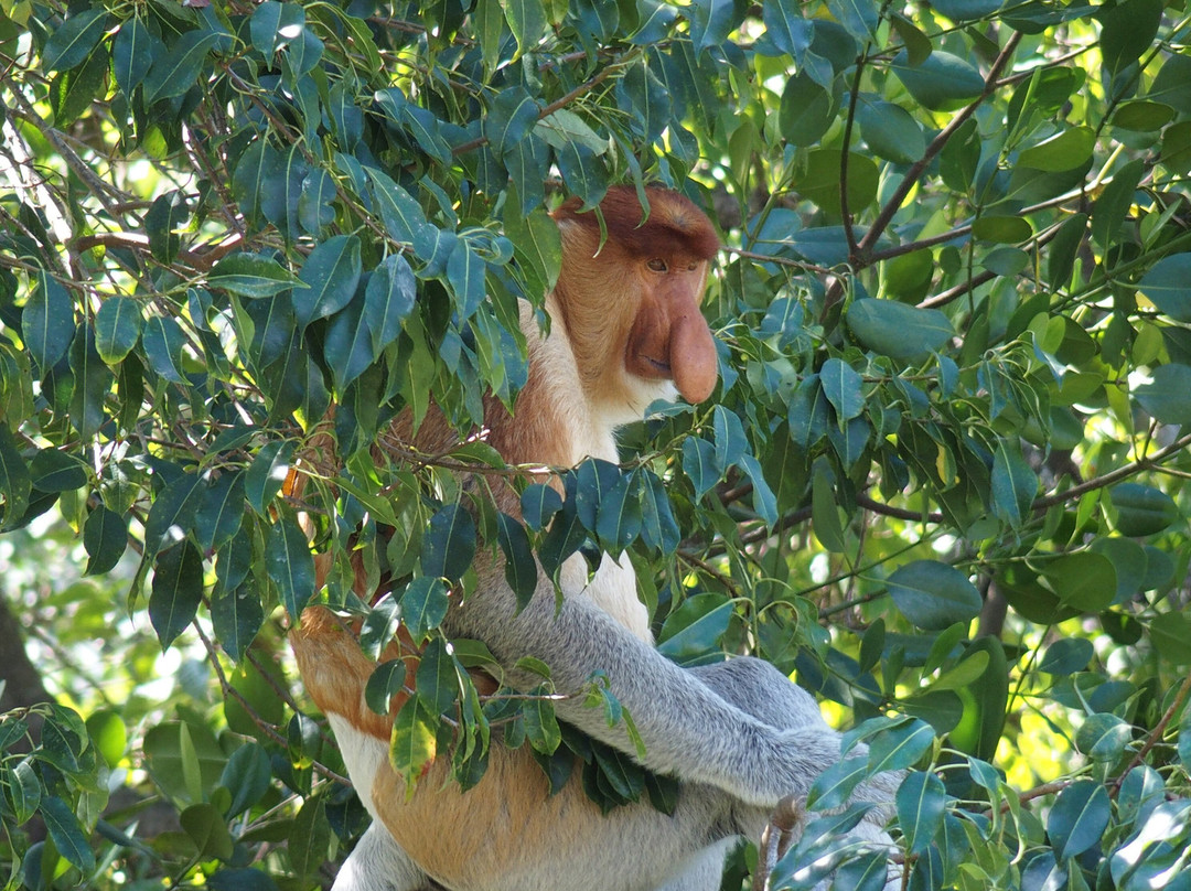 Borneo Eco Tours-亚庇必去景点