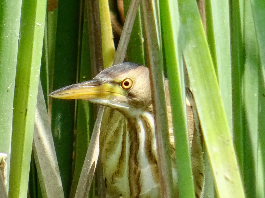 Ebro Delta Birding-Camarles必去景点