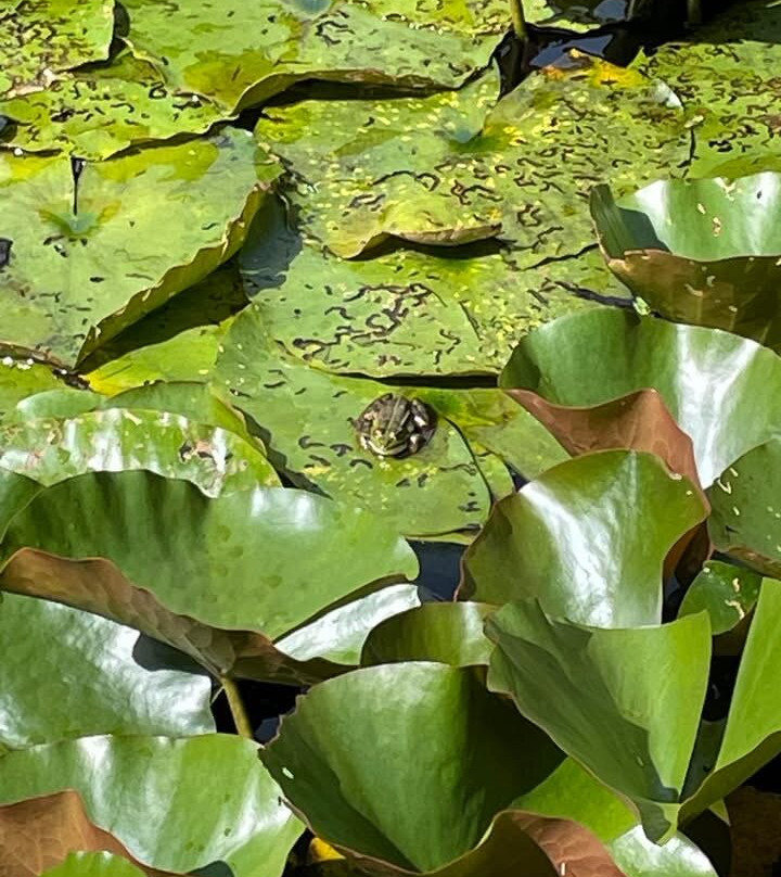 Parc Botanique de Cornouaille-孔布里必去景点