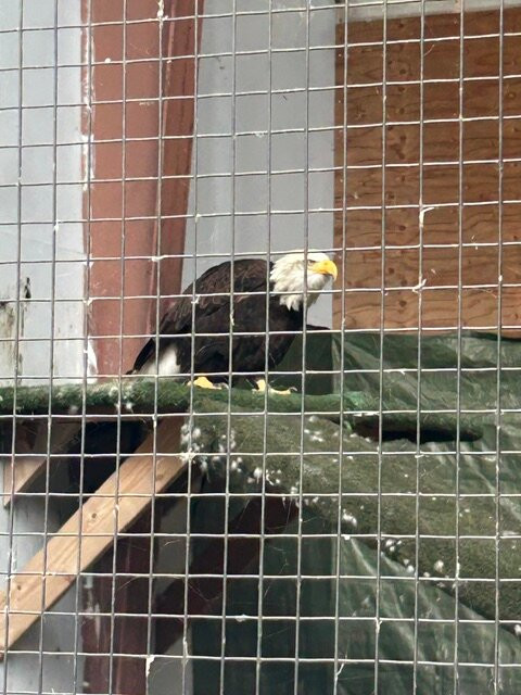 American Bald Eagle Foundation-海恩斯必去景点