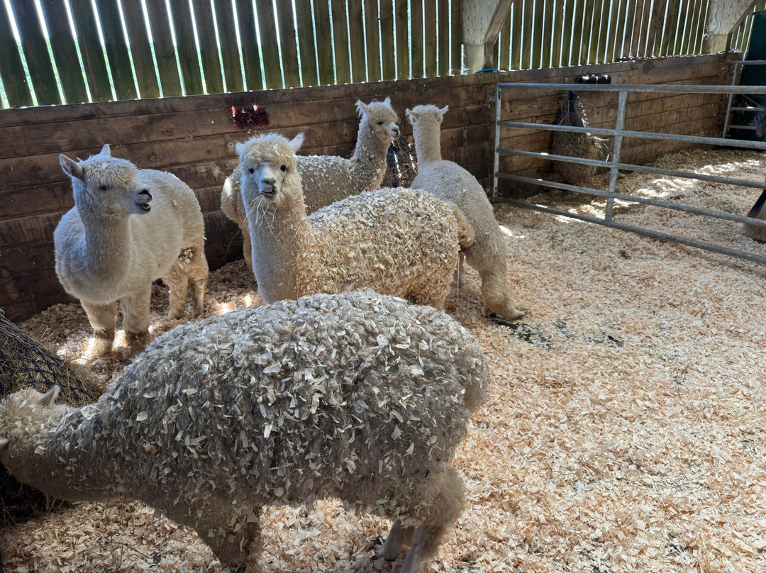 Popham Farm Alpaca Trekking-索尔塔什必去景点