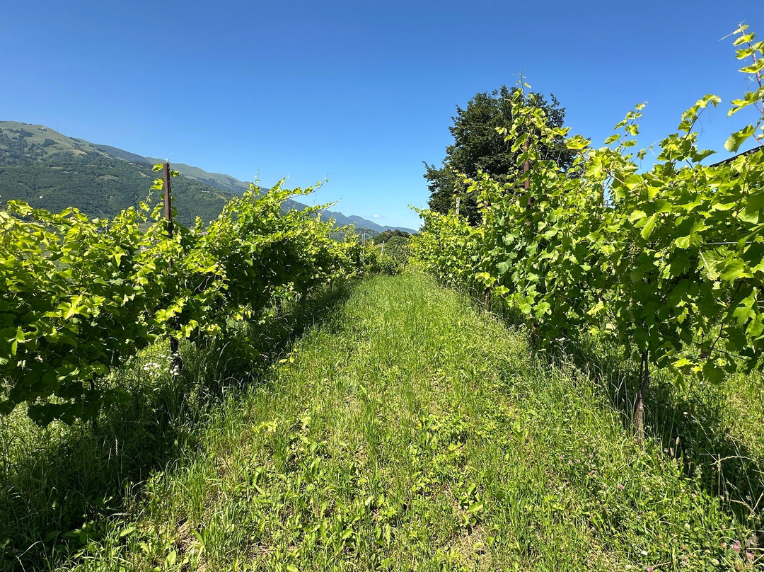 Col del lupo - Produzione e Degustazione Valdobbiadene Prosecco DOCG-Vidor必去景点