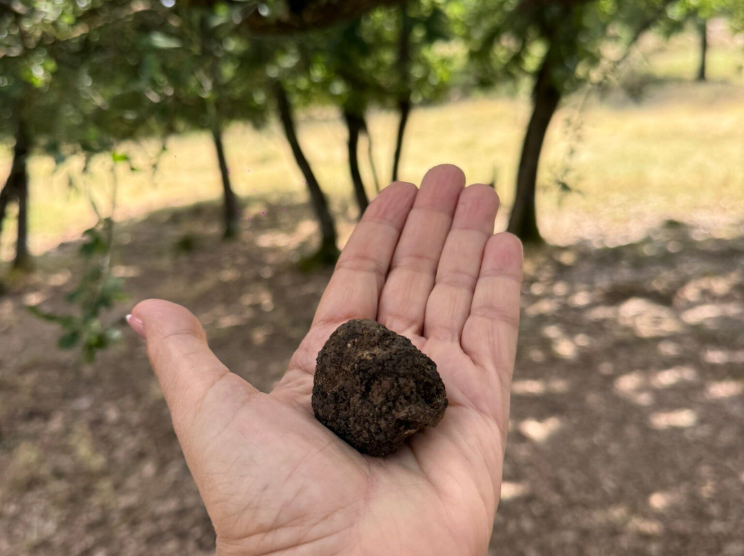 Truffle Hunting-卡兰巴卡必去景点