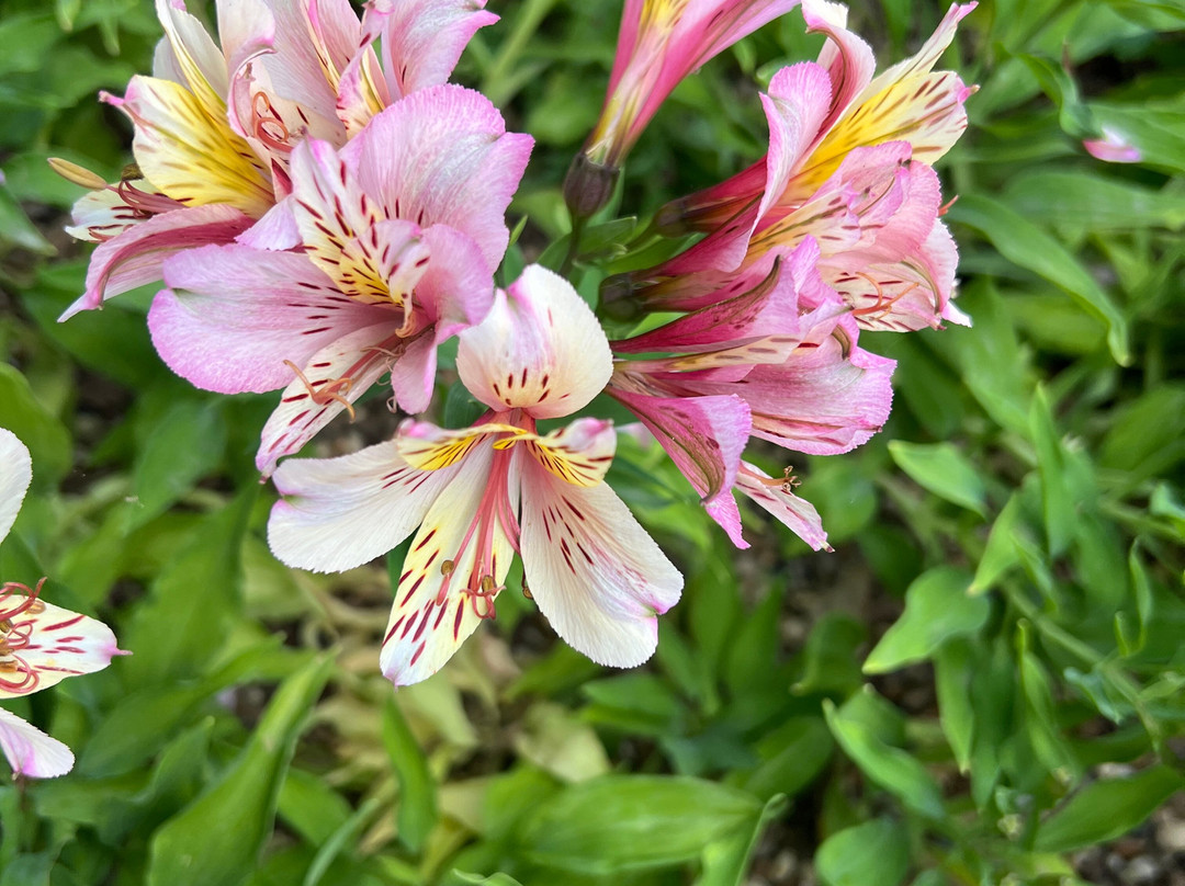 Beth Chatto's Plants & Gardens-科尔切斯特必去景点