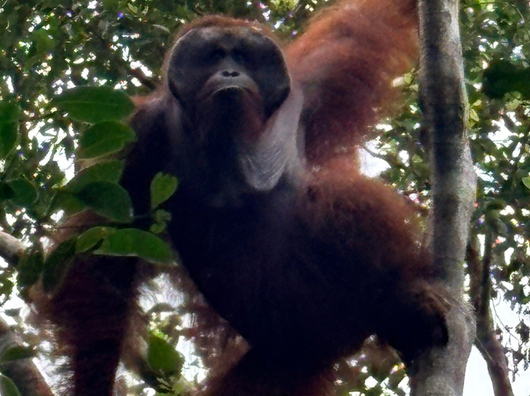 Tanjung Puting Borneo Tour-Pangkalan Bun必去景点