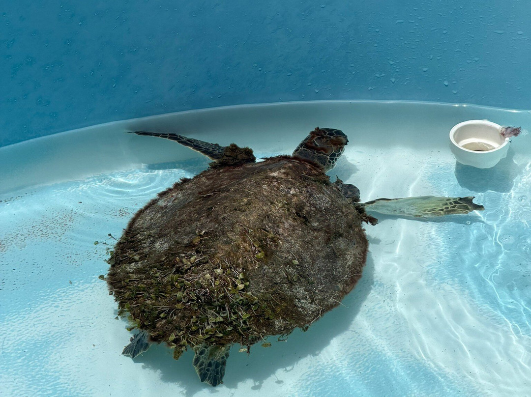 The Turtle Hospital-马拉松必去景点