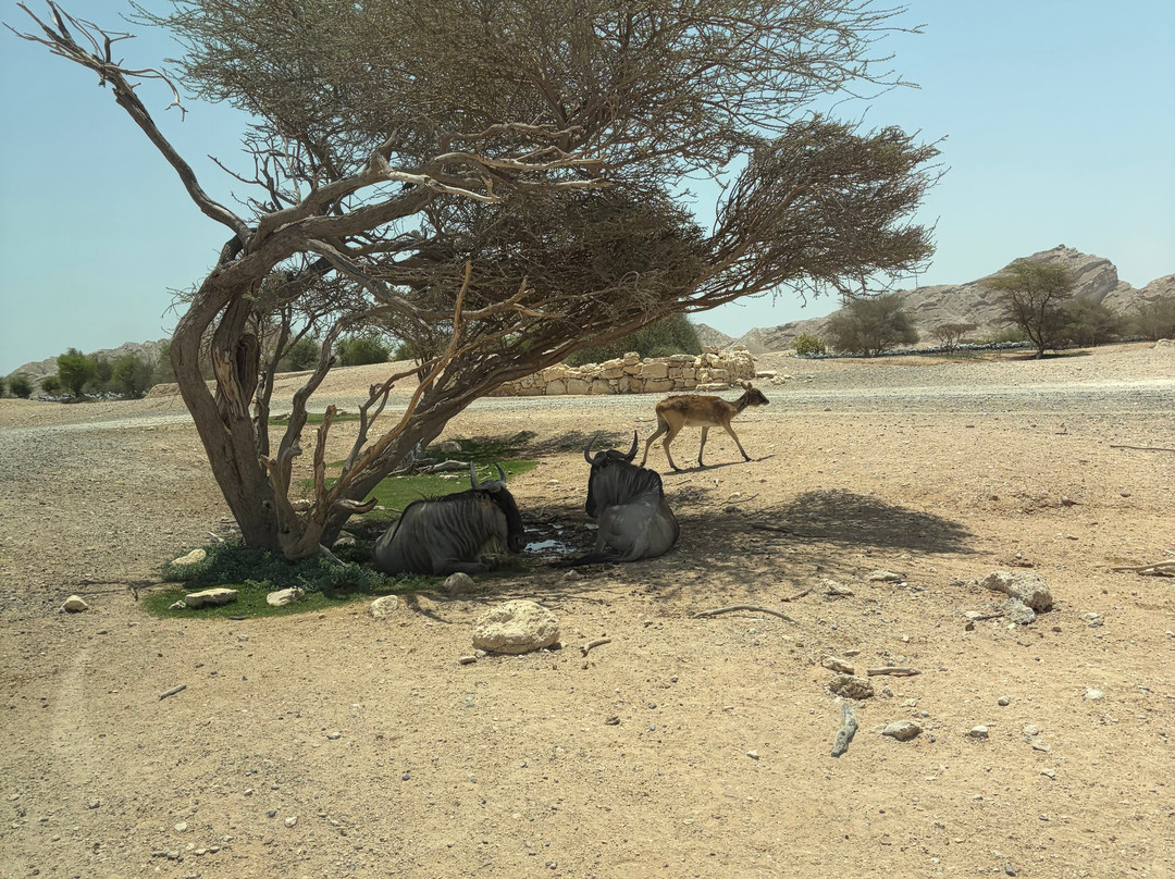 Al Ain Zoo 2017 2018 2019-艾因市必去景点