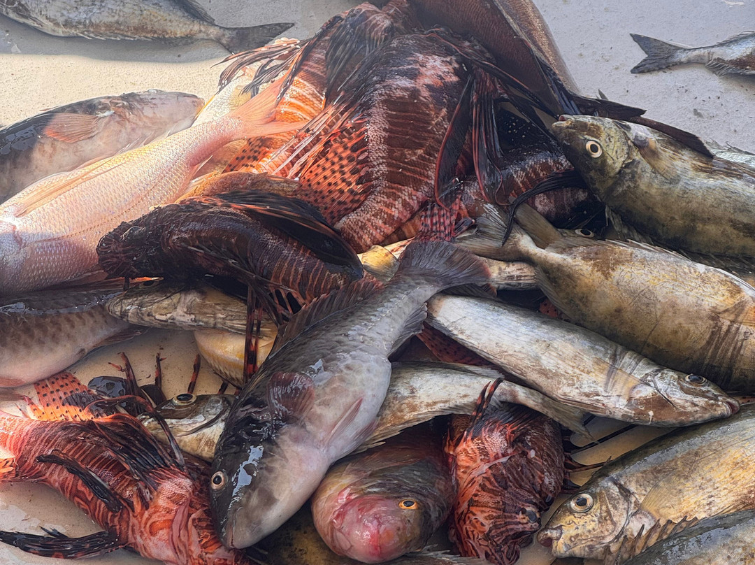 Fishing Tourism Kefalonia Dimitrios-Efthimia-Katelios必去景点