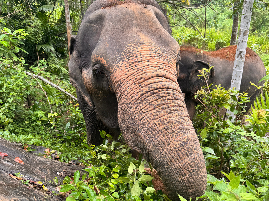 Elephant Freedom Project-凯格勒 必去景点
