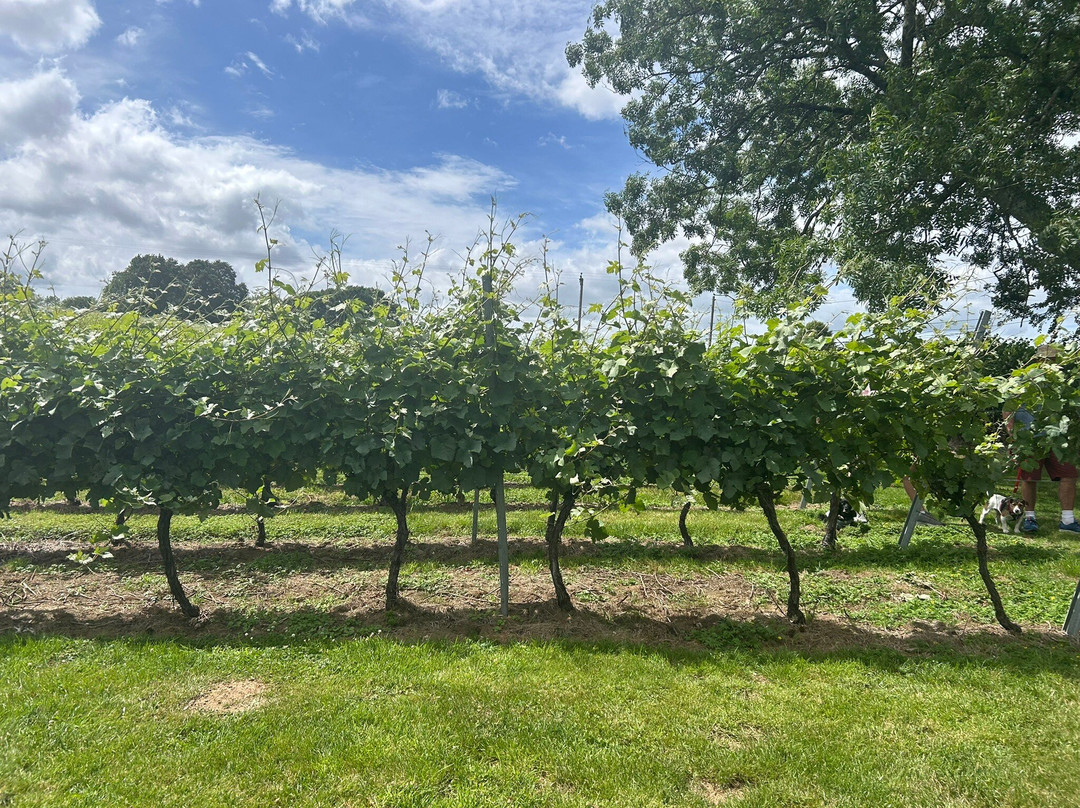 English Oak Vineyard-Lytchett Matravers必去景点