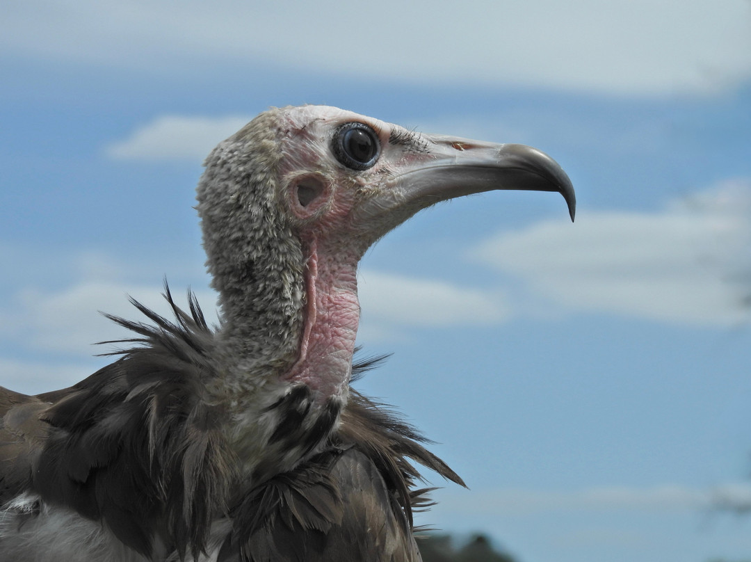 Surrey Hills Falconry-Ockley必去景点