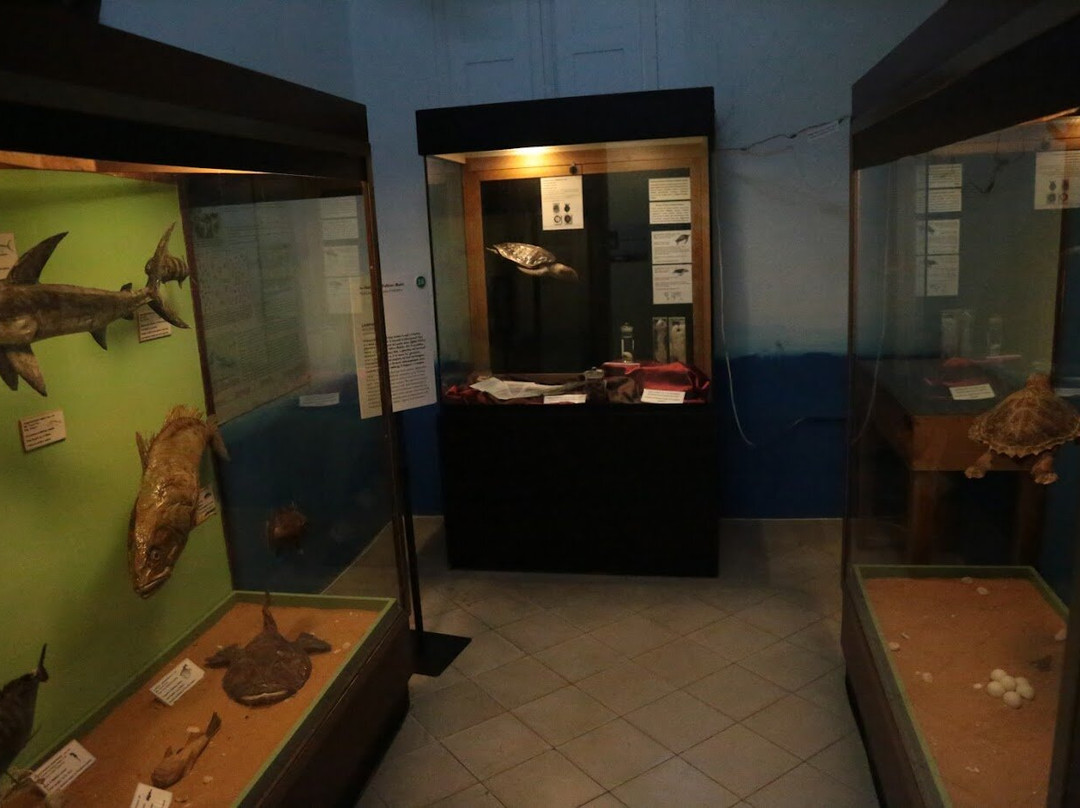 National Museum of Natural History-姆迪纳必去景点