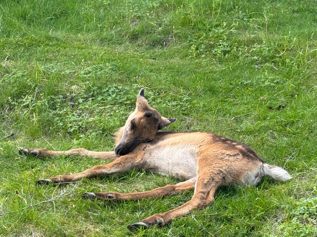 Reindeer Park / Hreindýragarðurinn-Fellabaer必去景点