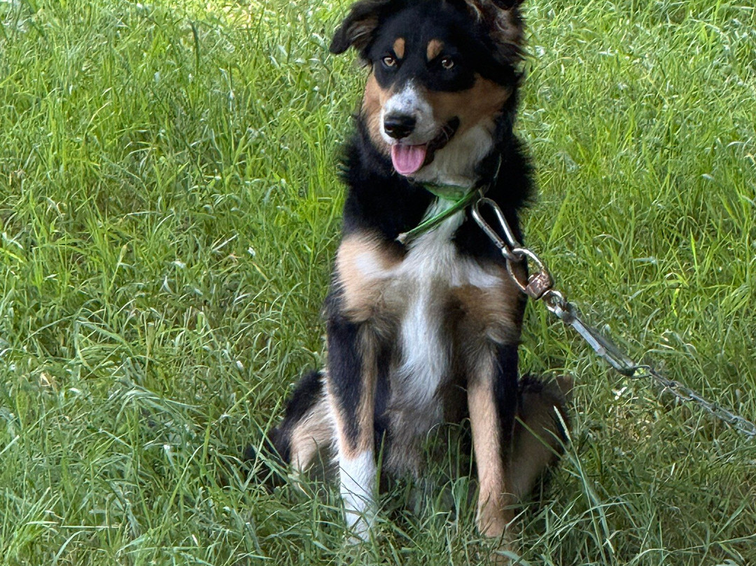 Kilkenny Sheepdog Experience-Thomastown必去景点