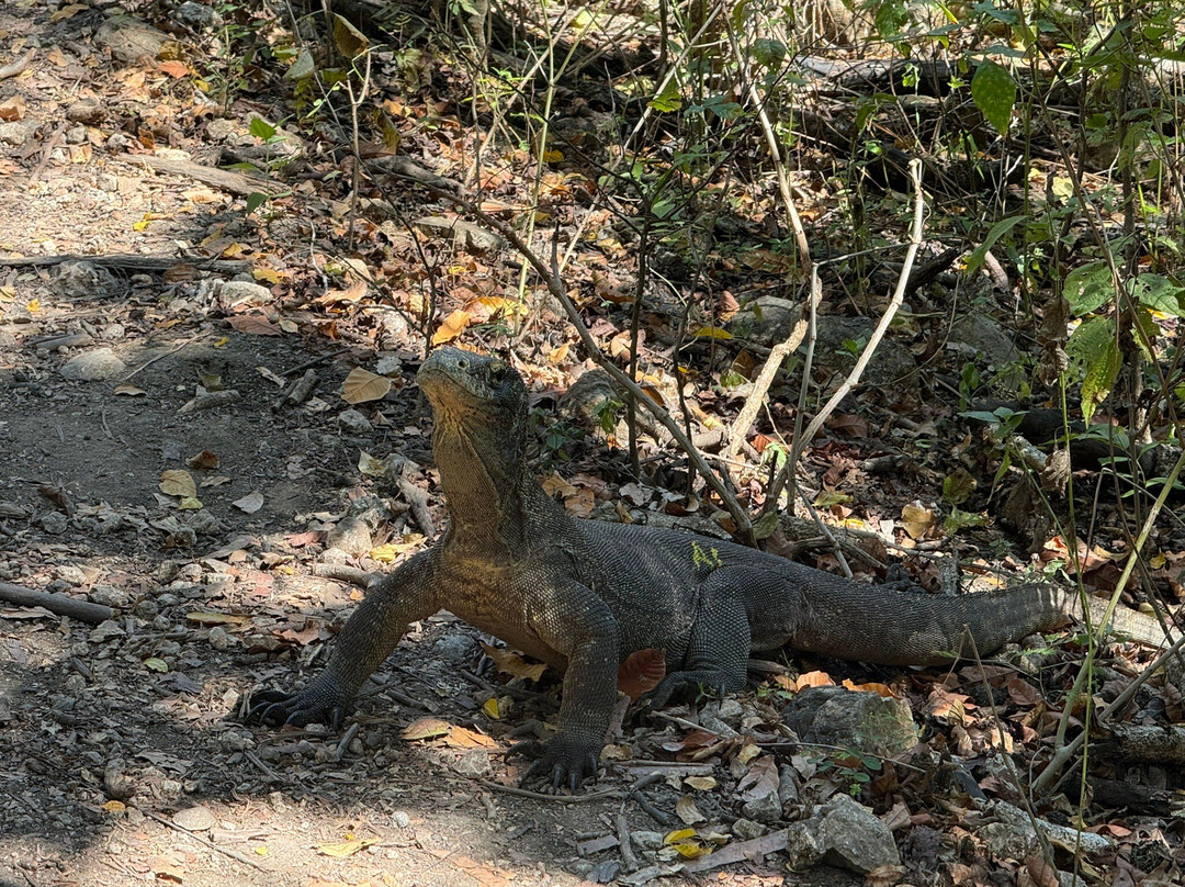 Komodo One Click Tours-Labuan Bajo必去景点
