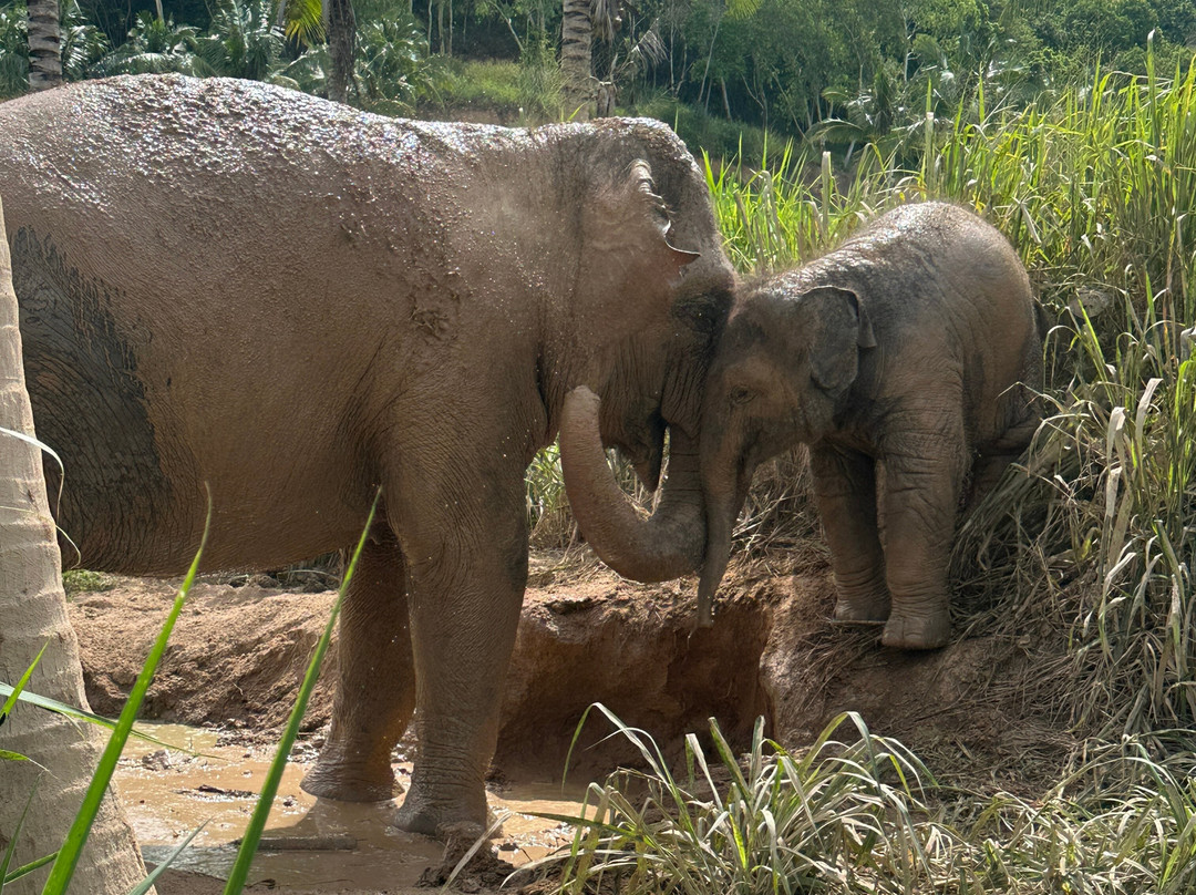Living Green Elephant Sanctuary-清迈必去景点