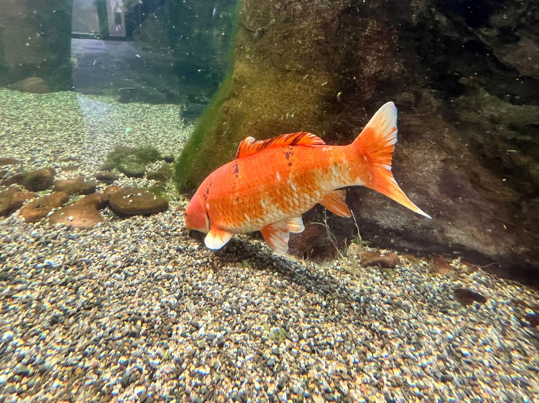Aquarium Oniria-卡内鲁西永必去景点