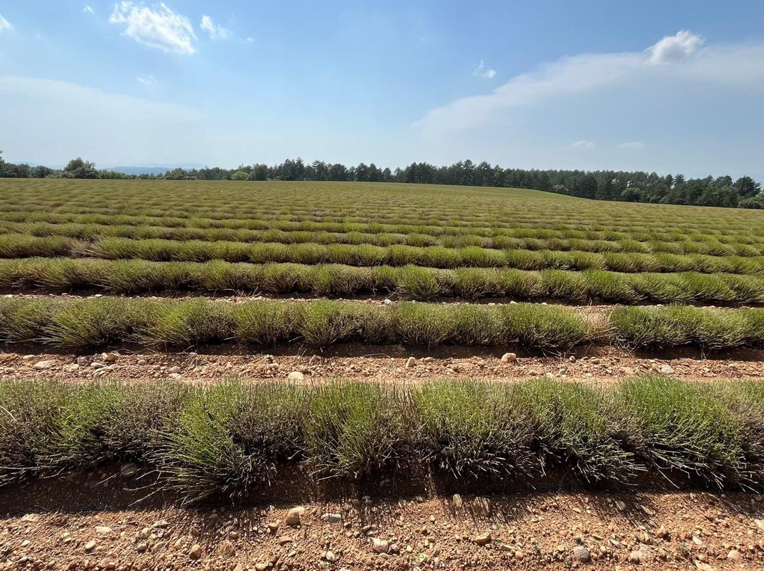 Plateau de Valensole-瓦朗索勒必去景点