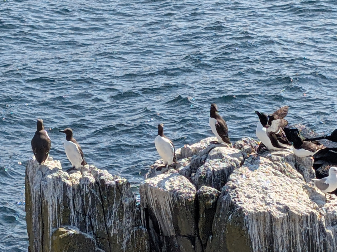Anstruther Pleasure Cruises-Boat Day Tours-Anstruther必去景点