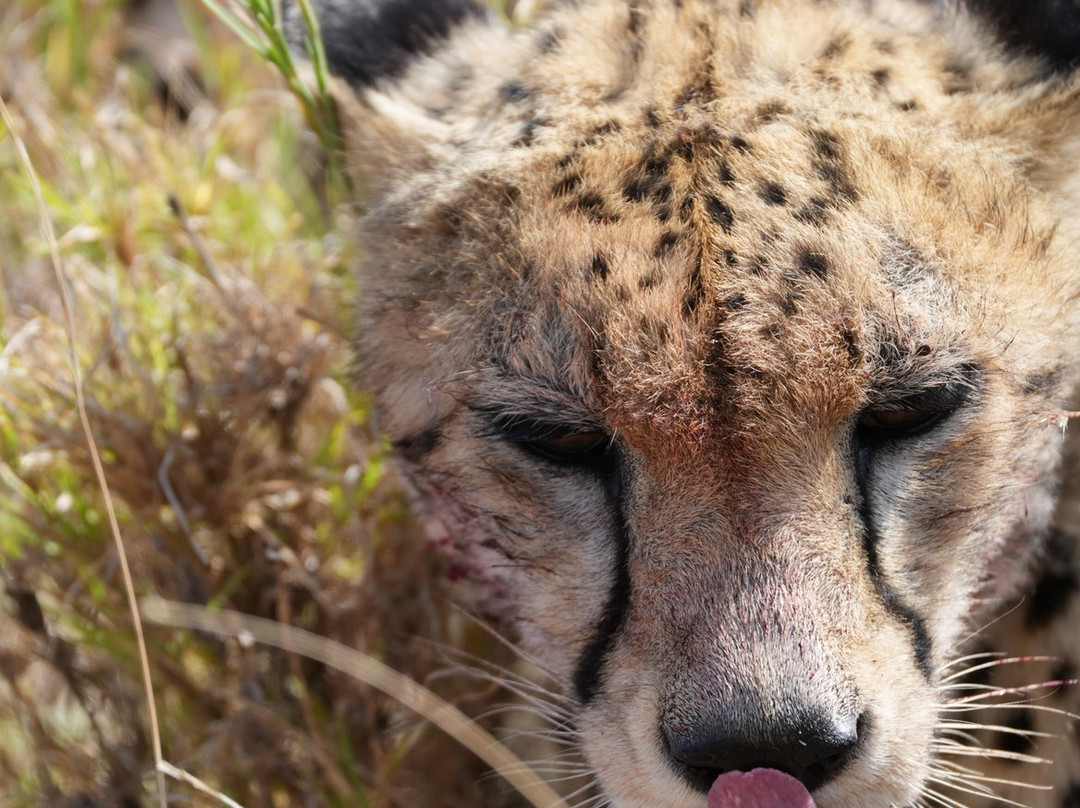 Great Serengeti Migration Safari Tour with TANZANIA SAFARI RADAR-Seronera必去景点