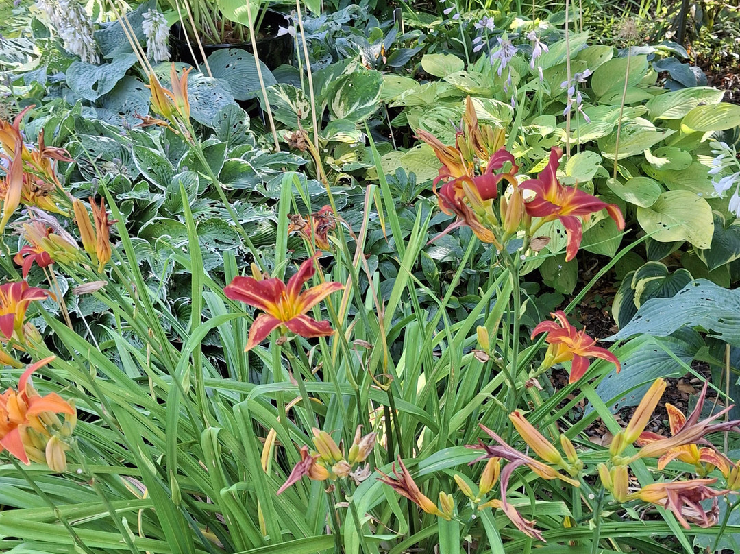 Holehird Gardens-温德米尔必去景点
