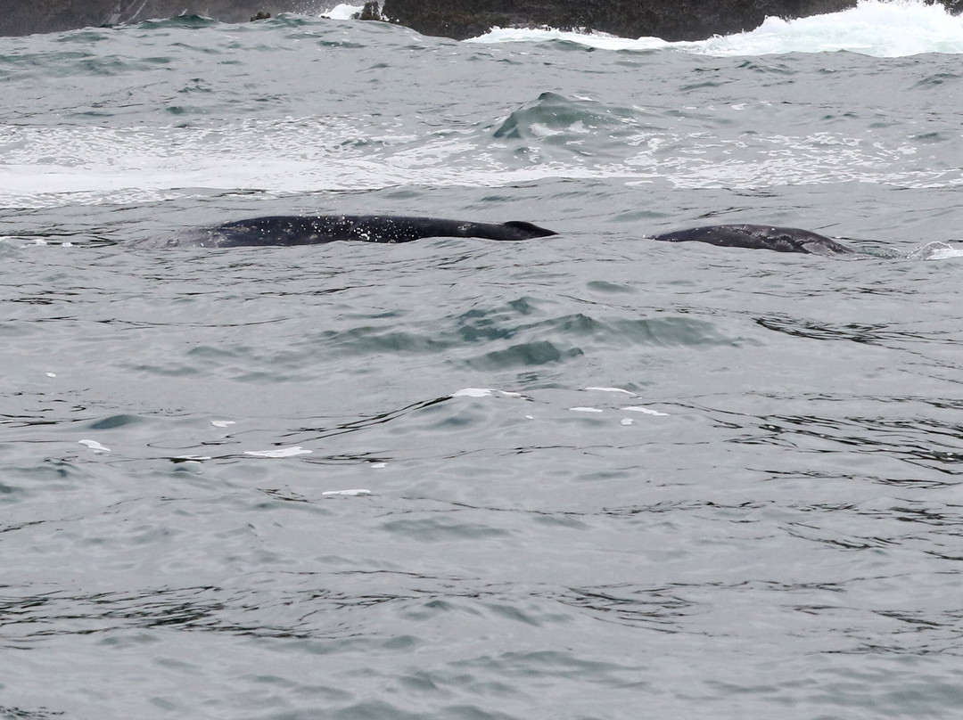 Whale Research EcoExcursions-Depoe Bay必去景点