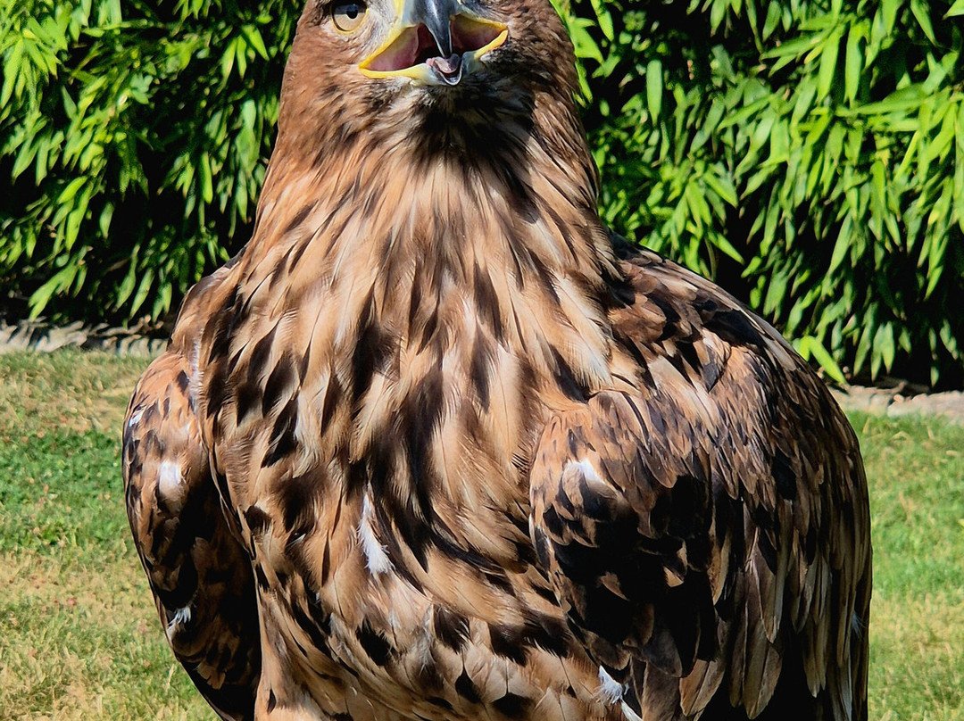 Adlerwarte Berlebeck-Detmold必去景点