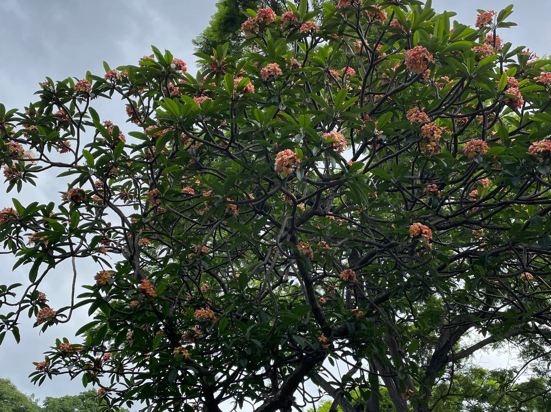 Jardim Municipal do Funchal-沙尔必去景点