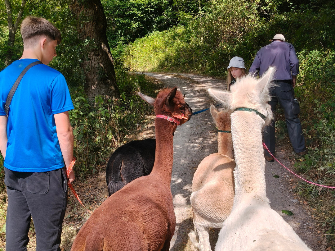 Colomendy Alpaca Farm-诺特霍普厅必去景点