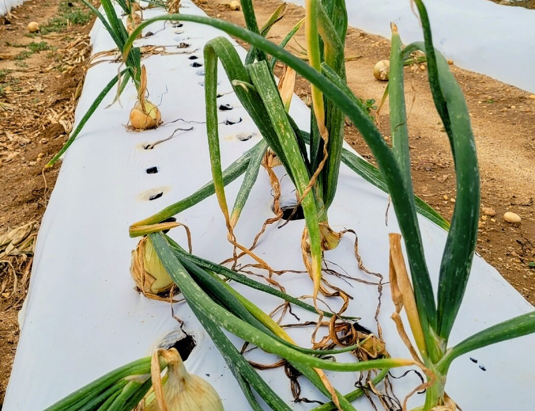 Hallock's U-Pick Farm-New Egypt必去景点