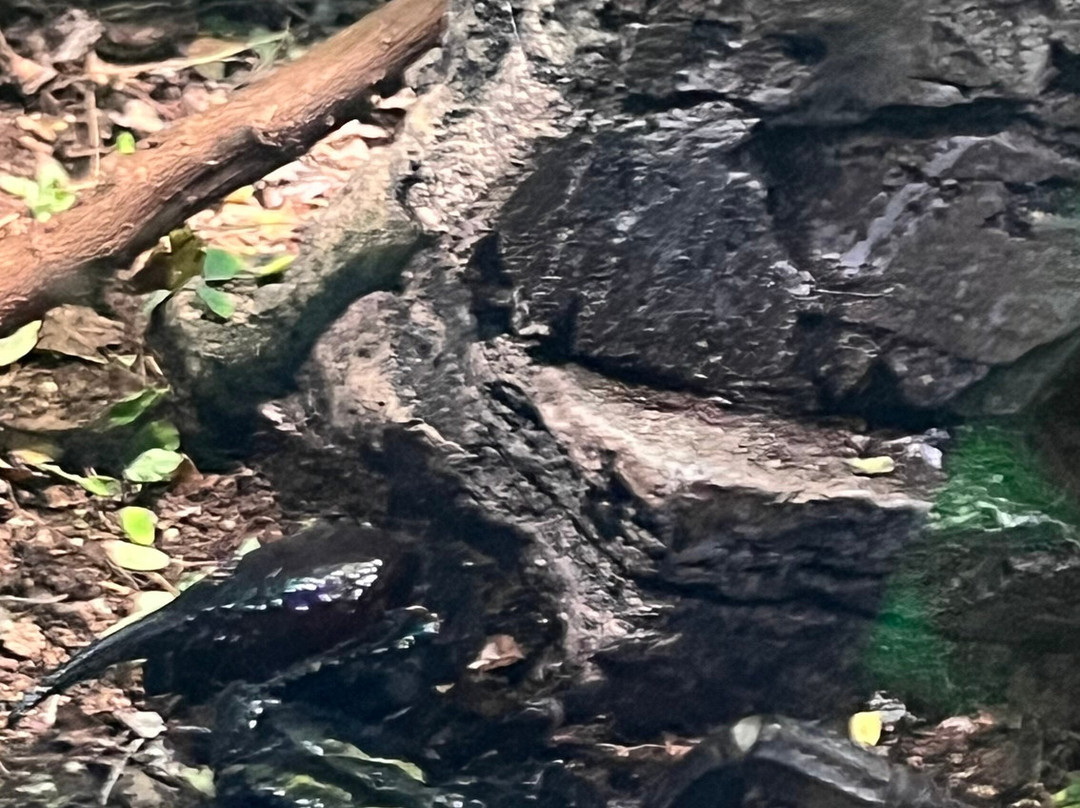 Acuario Michin Guadalajara-瓜达拉哈拉必去景点