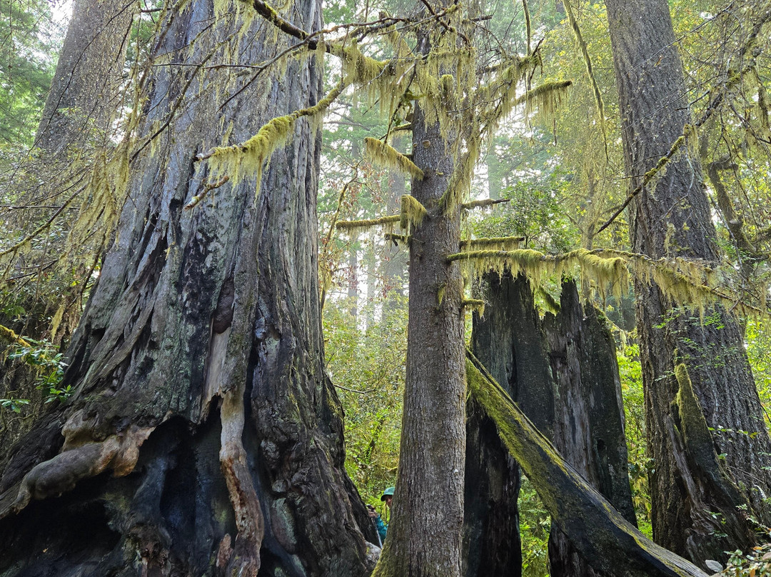 Lady Bird Johnson Grove-Orick必去景点