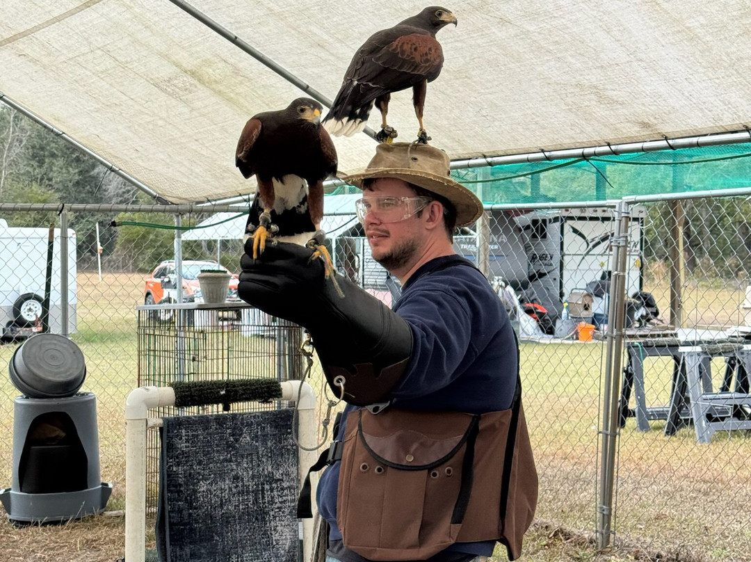 International Falconry Academy-Live Oak必去景点