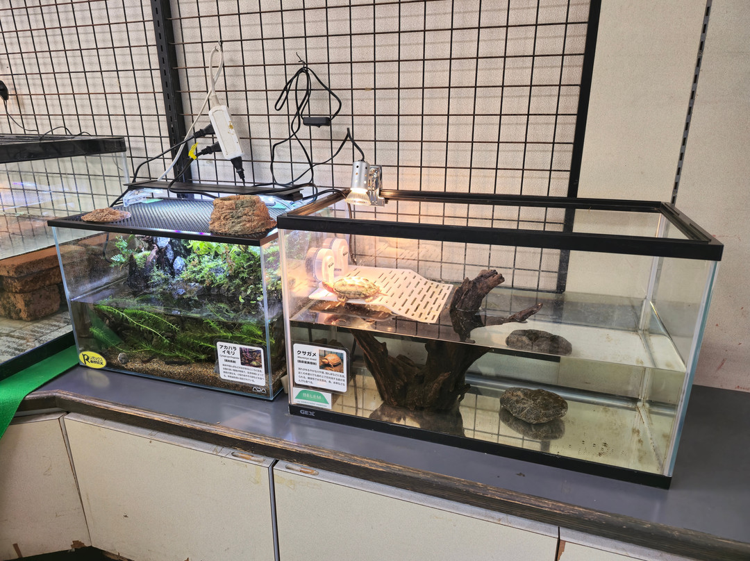 Awajishima Monkey Center-洲本市必去景点