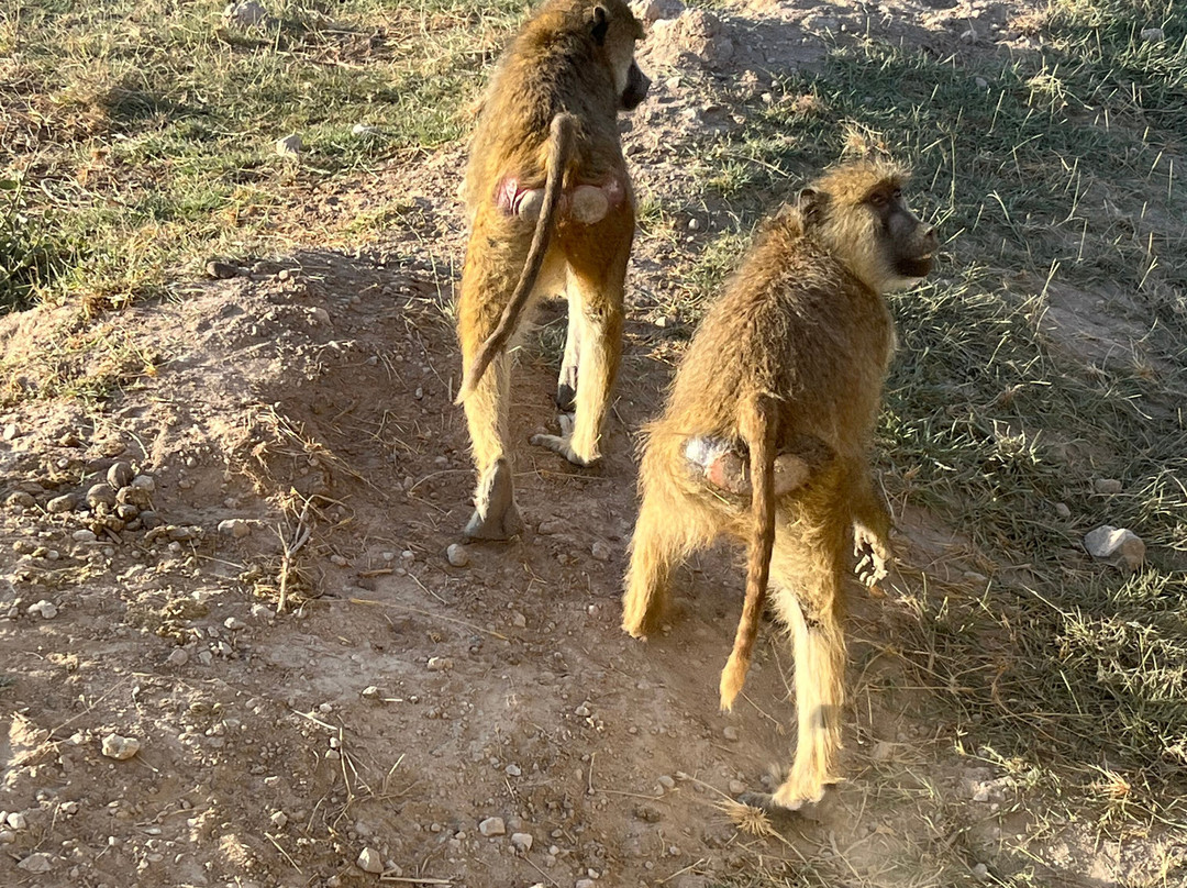 Amboseli National Park-Amboseli Eco-system必去景点
