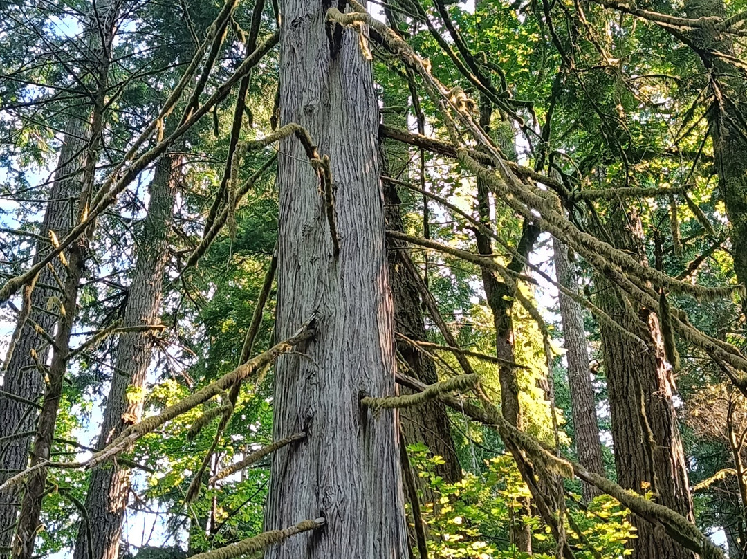 Cathedral Grove-艾伯尼港必去景点