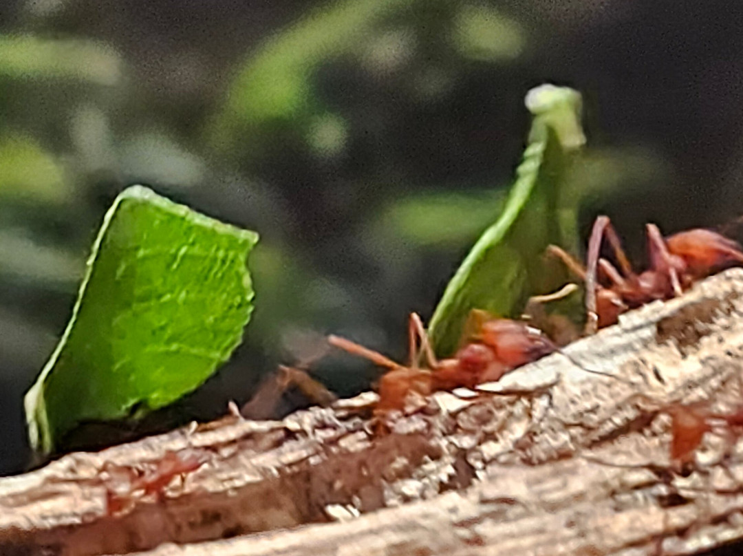Neotropica, Postojna, Slovenia-波斯托伊纳必去景点