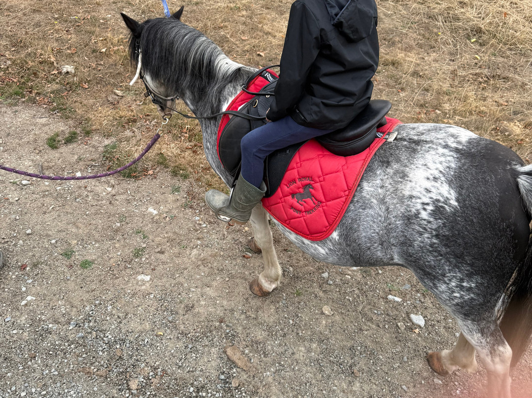 Pony Trekking by Lion Royal Hotel-Rhayader必去景点